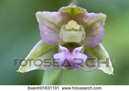 Broad-leaved Helleborine (Epipactis helleborine) View Large Photo Image Stock Image - Broad-leaved Helleborine (Epipactis helleborine). Fotosearch