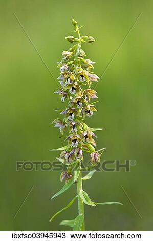 "Broad-leaved Helleborine (Epipactis helleborine), flowering, Thuringia, Germany, Europe" View Large Photo Image Stock Image - "Broad-leaved Helleborine (Epipactis helleborine), flowering, Thuringia, Germany, Europe". Fotosearch