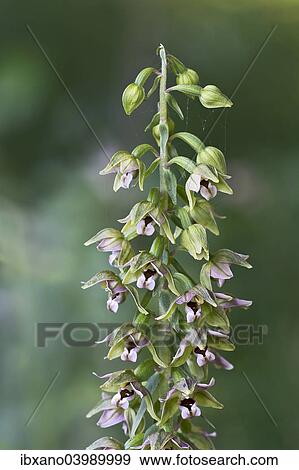 Stock Photo - "Broad-leaved Helleborine (Epipactis helleborine), Burgenland, Austria, Europe". Fotosearch
