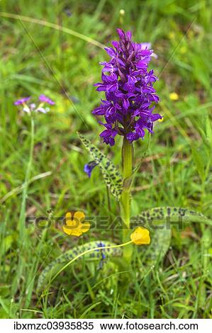 "Broad-leaved Marsh Orchid (Dactylorhiza majalis), Bavaria, Germany, Europe" View Large Photo Image Stock Photography - "Broad-leaved Marsh Orchid (Dactylorhiza majalis), Bavaria, Germany, Europe". Fotosearch
