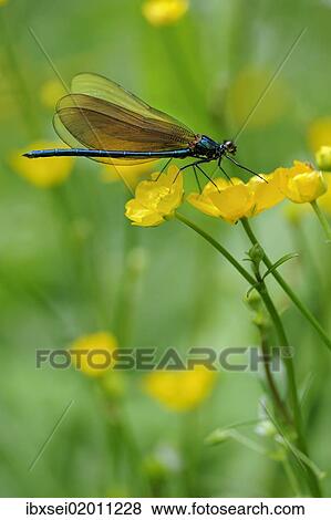 Broad-winged damselfly (Calopterygidae) on twinflowered marsh marigold (Caltha) View Large Photo Image Stock Photo - Broad-winged damselfly (Calopterygidae) on twinflowered marsh marigold (Caltha). Fotosearch