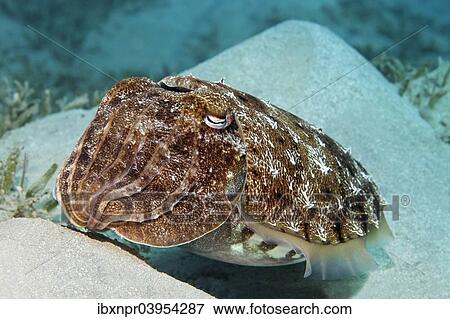 "Broadclub cuttlefish (Sepia latimanus) on sand hills, Makadi Bay, Red Sea, Hurghada, Egypt, Africa" View Large Photo Image Stock Photo - "Broadclub cuttlefish (Sepia latimanus) on sand hills, Makadi Bay, Red Sea, Hurghada, Egypt, Africa". Fotosearch