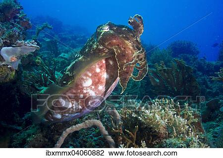 Stock Image - "Broadclub Cuttlefish (Sepia latimanus), Philippines, Asia". Fotosearch