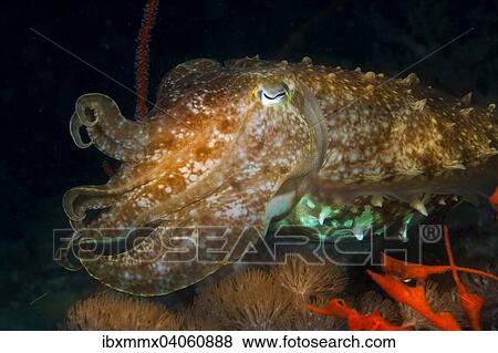 "Broadclub Cuttlefish (Sepia latimanus), Philippines, Asia" View Large Photo Image Stock Photo - "Broadclub Cuttlefish (Sepia latimanus), Philippines, Asia". Fotosearch