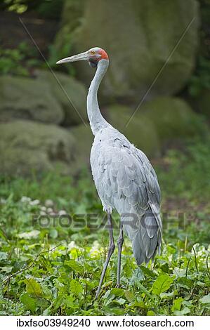 "Brolga (Grus rubicunda), captive, Lower Saxony, Germany, Europe" View Large Photo Image Stock Image - "Brolga (Grus rubicunda), captive, Lower Saxony, Germany, Europe". Fotosearch