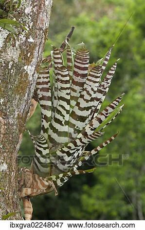 "Bromeliad (Aechmea zebrina), native to Ecuador, Tiputini rain forest, Yasuni National Park, Ecuador, South America" View Large Photo Image Stock Photo - "Bromeliad (Aechmea zebrina), native to Ecuador, Tiputini rain forest, Yasuni National Park, Ecuador, South America". Fotosearch