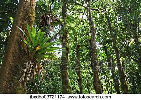 "Bromeliad (Bromeliaceae) in a rainforest, Saint-Claude, Arrondissement of Basse-Terre, Guadeloupe, France, North America" View Large Photo Image Picture - "Bromeliad (Bromeliaceae) in a rainforest, Saint-Claude, Arrondissement of Basse-Terre, Guadeloupe, France, North America". Fotosearch