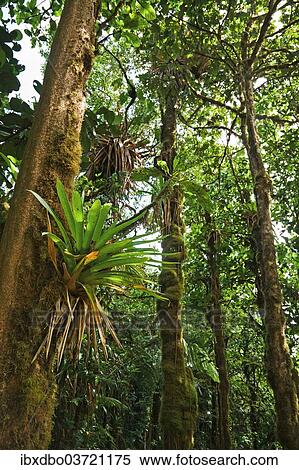 "Bromeliad (Bromeliaceae) in a rainforest, Saint-Claude, Arrondissement of Basse-Terre, Guadeloupe, France, North America" View Large Photo Image Stock Photography - "Bromeliad (Bromeliaceae) in a rainforest, Saint-Claude, Arrondissement of Basse-Terre, Guadeloupe, France, North America". Fotosearch
