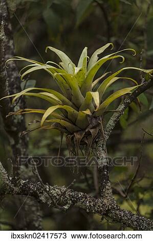 Stock Image - "Bromeliad (Bromeliad) in the cloud forest, Yerbabuena, Amazonas region, Peru, South America". Fotosearch