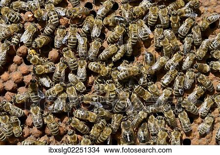 Brood comb with drone brood surrounded by worker bees (Apis mellifera var. carnica) View Large Photo Image Picture - Brood comb with drone brood surrounded by worker bees (Apis mellifera var. carnica). Fotosearch