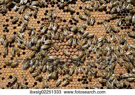 Stock Image - Brood comb with drone brood surrounded by worker bees (Apis mellifera var. carnica). Fotosearch