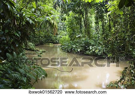 "Brook in lowland rainforest, Braulio-Carrillo National Park, Costa Rica, Central America, North America" View Large Photo Image Stock Image - "Brook in lowland rainforest, Braulio-Carrillo National Park, Costa Rica, Central America, North America". Fotosearch