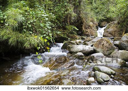 Picture - "Brook Rio Savegre in rainforest at Cerro de la muerte, Costa Rica, Central America, North America". Fotosearch