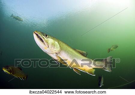 "Brook trout (Salvelinus fontinalis), Lake Grublsee, Styria, Austria, Europe" View Large Photo Image Picture - "Brook trout (Salvelinus fontinalis), Lake Grublsee, Styria, Austria, Europe". Fotosearch