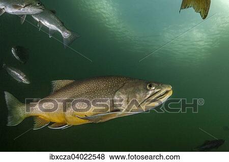 Stock Photo - "Brook trout (Salvelinus fontinalis), Lake Grublsee, Styria, Austria, Europe". Fotosearch