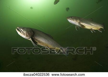 "Brook trout (Salvelinus fontinalis), Lake Grublsee, Styria, Austria, Europe" View Large Photo Image Stock Photograph - "Brook trout (Salvelinus fontinalis), Lake Grublsee, Styria, Austria, Europe". Fotosearch