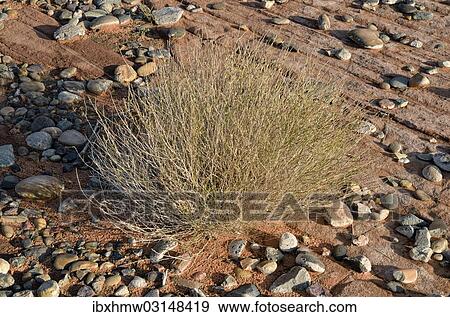 "Broom Snakeweed (Guitierrezia sarothrea), Antelope Point, Lake Powell, Page, Arizona, United States, North America" View Large Photo Image Stock Photo - "Broom Snakeweed (Guitierrezia sarothrea), Antelope Point, Lake Powell, Page, Arizona, United States, North America". Fotosearch