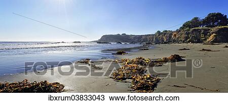 Stock Image - "Brown algae (Phaeophyceae) on the sandy beach, Pacific Coast, Cambria, California, United States, North America". Fotosearch