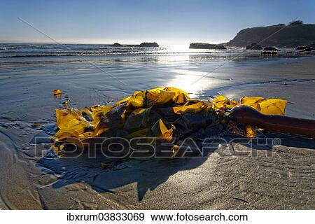 "Brown algae (Phaeophyceae) on the sandy beach, Pacific Coast, Cambria, California, United States, North America" View Large Photo Image Stock Photo - "Brown algae (Phaeophyceae) on the sandy beach, Pacific Coast, Cambria, California, United States, North America". Fotosearch