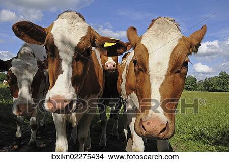 Picture - Brown and white cows on a meadow. Fotosearch