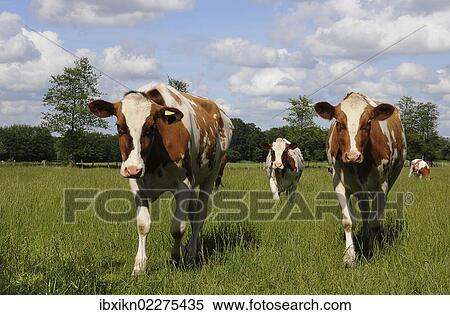 Brown and white cows walking on a meadow View Large Photo Image Stock Photography - Brown and white cows walking on a meadow. Fotosearch
