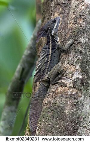 Stock Image - "Brown Basilisk or Striped Basilisk (Basiliscus vittatus), Sierpe, Puntarenas Province, Costa Rica, Central America, North America". Fotosearch