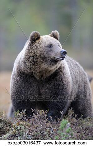 "Brown Bear (Ursus arctos), border area to Russia, Kuhmo, Karelia, Finland, Europe" View Large Photo Image Stock Photo - "Brown Bear (Ursus arctos), border area to Russia, Kuhmo, Karelia, Finland, Europe". Fotosearch