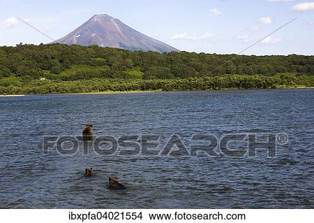 "Brown bear (Ursus arctos), brown bear family, Ilyinsky volcano in back, Kamchatka, Russia, Europe" View Large Photo Image Picture - "Brown bear (Ursus arctos), brown bear family, Ilyinsky volcano in back, Kamchatka, Russia, Europe". Fotosearch