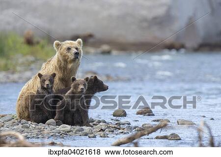 "Brown bear (Ursus arctos), brown bear family, Kamchatka, Russia, Europe" View Large Photo Image Stock Photo - "Brown bear (Ursus arctos), brown bear family, Kamchatka, Russia, Europe". Fotosearch