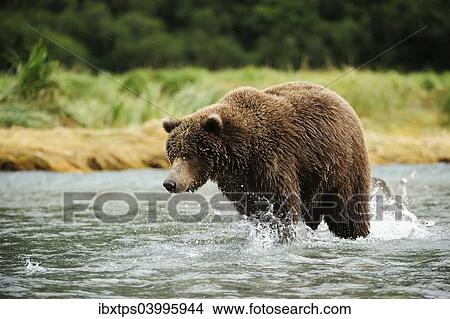 "Brown Bear (Ursus arctos) catching salmon, Katmai National Park, Alaska" View Large Photo Image Picture - "Brown Bear (Ursus arctos) catching salmon, Katmai National Park, Alaska". Fotosearch