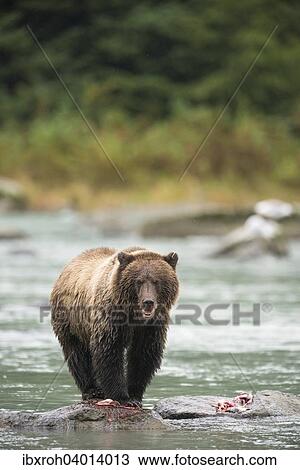 "Brown Bear (Ursus arctos), Chilkoot River, Haines, Alaska, United States, North America" View Large Photo Image Stock Image - "Brown Bear (Ursus arctos), Chilkoot River, Haines, Alaska, United States, North America". Fotosearch