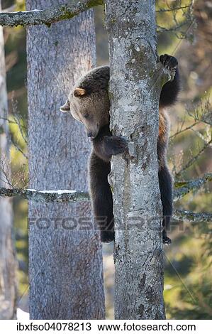 Stock Image - "Brown bear (Ursus arctos) climbing a tree, captive, animal enclosure, Bavarian Forest National Park, Bavaria, Germany, Europe". Fotosearch