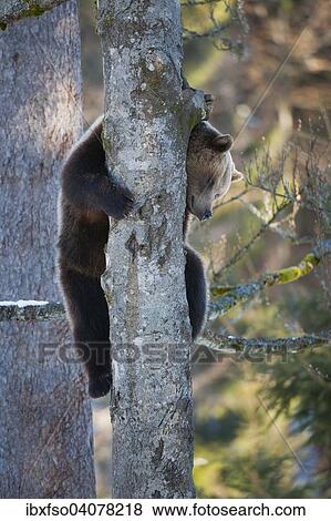"Brown bear (Ursus arctos) climbing a tree, captive, animal enclosure, Bavarian Forest National Park, Bavaria, Germany, Europe" View Large Photo Image Stock Photo - "Brown bear (Ursus arctos) climbing a tree, captive, animal enclosure, Bavarian Forest National Park, Bavaria, Germany, Europe". Fotosearch