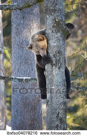 "Brown bear (Ursus arctos) climbing a tree, captive, animal enclosure, Bavarian Forest National Park, Bavaria, Germany, Europe" View Large Photo Image Stock Photograph - "Brown bear (Ursus arctos) climbing a tree, captive, animal enclosure, Bavarian Forest National Park, Bavaria, Germany, Europe". Fotosearch