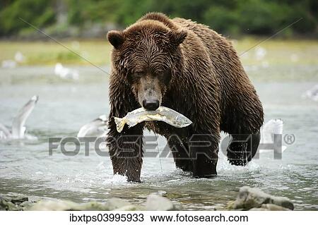 "Brown Bear (Ursus arctos) crossing the river with salmon in its mouth, Katmai National Park, Alaska" View Large Photo Image Stock Image - "Brown Bear (Ursus arctos) crossing the river with salmon in its mouth, Katmai National Park, Alaska". Fotosearch