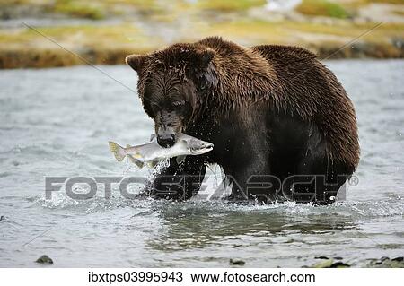 "Brown Bear (Ursus arctos) crossing the river with salmon in its mouth, Katmai National Park, Alaska" View Large Photo Image Stock Image - "Brown Bear (Ursus arctos) crossing the river with salmon in its mouth, Katmai National Park, Alaska". Fotosearch