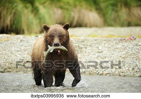 "Brown Bear (Ursus arctos) crossing the river with salmon in its mouth, Katmai National Park, Alaska" View Large Photo Image Stock Photography - "Brown Bear (Ursus arctos) crossing the river with salmon in its mouth, Katmai National Park, Alaska". Fotosearch