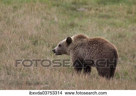 "Brown Bear (Ursus arctos), cub, in Skandinavisk Dyrepark or Scandinavian Wildlife Park, Jutland, Denmark, Europe" View Large Photo Image Picture - "Brown Bear (Ursus arctos), cub, in Skandinavisk Dyrepark or Scandinavian Wildlife Park, Jutland, Denmark, Europe". Fotosearch