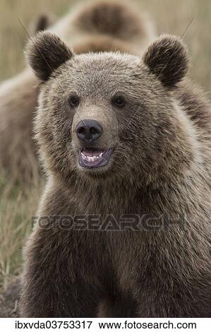 "Brown Bear (Ursus arctos), cub, in Skandinavisk Dyrepark or Scandinavian Wildlife Park, Jutland, Denmark, Europe" View Large Photo Image Stock Photo - "Brown Bear (Ursus arctos), cub, in Skandinavisk Dyrepark or Scandinavian Wildlife Park, Jutland, Denmark, Europe". Fotosearch