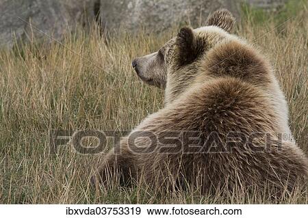 "Brown Bear (Ursus arctos), cub, in Skandinavisk Dyrepark or Scandinavian Wildlife Park, Jutland, Denmark, Europe" View Large Photo Image Stock Photo - "Brown Bear (Ursus arctos), cub, in Skandinavisk Dyrepark or Scandinavian Wildlife Park, Jutland, Denmark, Europe". Fotosearch