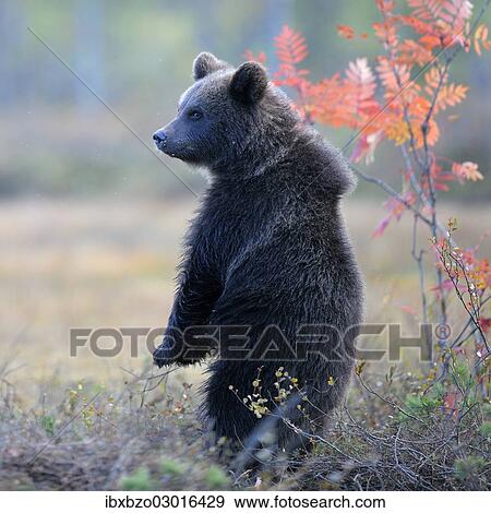"Brown Bear (Ursus arctos) cub standing on its hindlegs in the autumnally coloured taiga or boreal forest, border area to Russia, Kuhmo, Karelia, Finland, Europe" View Large Photo Image Stock Photo - "Brown Bear (Ursus arctos) cub standing on its hindlegs in the autumnally coloured taiga or boreal forest, border area to Russia, Kuhmo, Karelia, Finland, Europe". Fotosearch