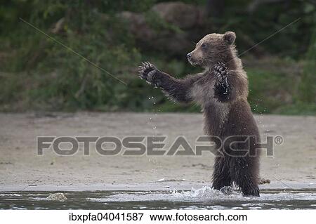 "Brown bear (Ursus arctos), cub playing, Kamchatka, Russia, Europe" View Large Photo Image Stock Photo - "Brown bear (Ursus arctos), cub playing, Kamchatka, Russia, Europe". Fotosearch