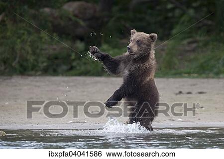 "Brown bear (Ursus arctos), cub playing, Kamchatka, Russia, Europe" View Large Photo Image Stock Photograph - "Brown bear (Ursus arctos), cub playing, Kamchatka, Russia, Europe". Fotosearch
