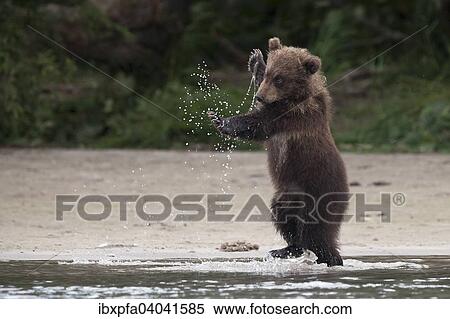 "Brown bear (Ursus arctos), cub playing, Kamchatka, Russia, Europe" View Large Photo Image Stock Photography - "Brown bear (Ursus arctos), cub playing, Kamchatka, Russia, Europe". Fotosearch