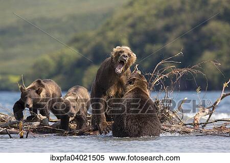 "Brown bear (Ursus arctos), defense of young animals, Kamchatka, Russia, Europe" View Large Photo Image Stock Photography - "Brown bear (Ursus arctos), defense of young animals, Kamchatka, Russia, Europe". Fotosearch
