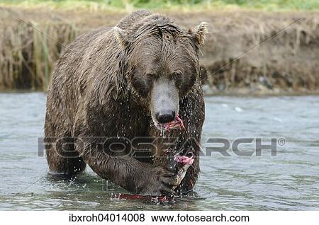 "Brown Bear (Ursus arctos) feeding on fish, Katmai National Park, Alaska, United States, North America" View Large Photo Image Stock Photo - "Brown Bear (Ursus arctos) feeding on fish, Katmai National Park, Alaska, United States, North America". Fotosearch