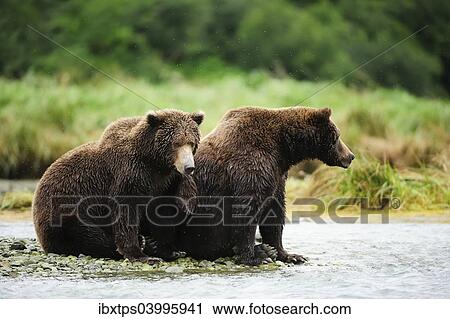 Stock Image - "Brown Bear (Ursus arctos), female with her offspring, 2 years, sitting on the riverbank, waiting for salmon, Katmai National Park, Alaska". Fotosearch