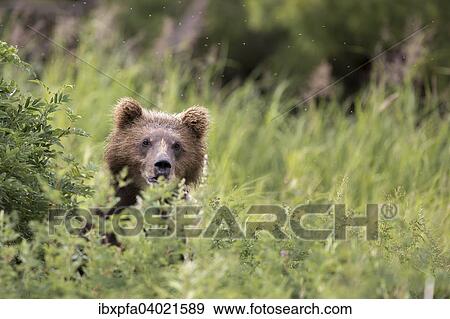 Stock Photo - "Brown bear (Ursus arctos), hiding, Kamchatka, Russia, Europe". Fotosearch