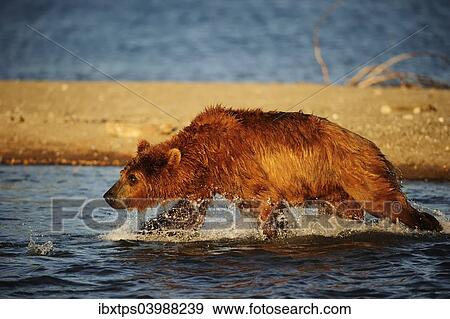 Stock Photo - "Brown Bear (Ursus arctos) hunting for salmon in the water, Kurile Lake, Kamchatka Peninsula, Russia, Europe". Fotosearch