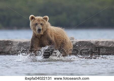 Stock Image - "Brown bear (Ursus arctos), hunting, Kamchatka, Russia, Europe". Fotosearch